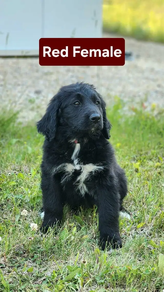 Bernedoodle Puppies in Dogs & Puppies for Rehoming in Thunder Bay - Image 2