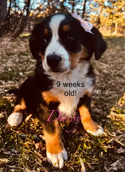 Bernese Mountain dog gorgeous F puppy READY!, View more
