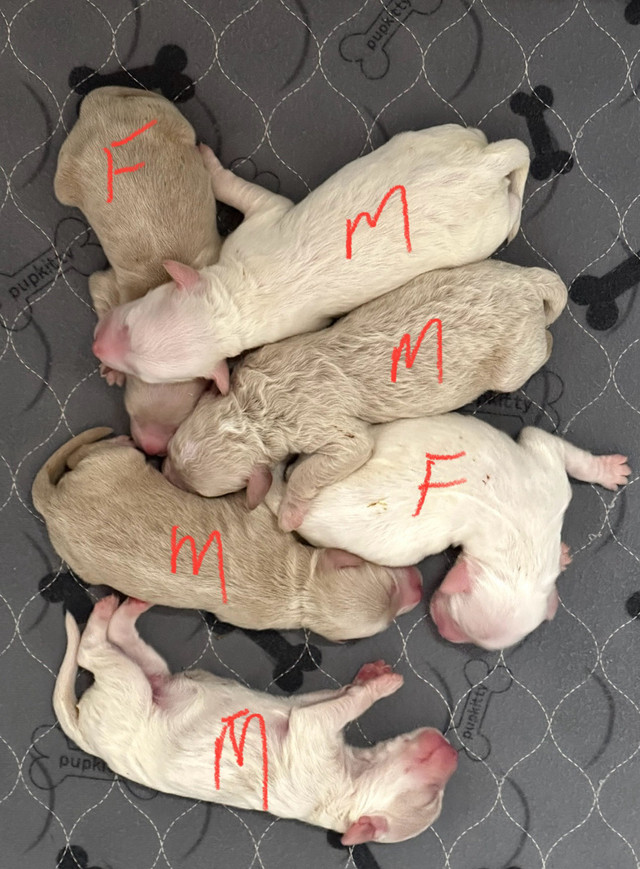 Mini Goldendoodle puppies in Dogs & Puppies for Rehoming in Owen Sound - Image 2