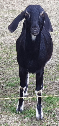 Nubian goat