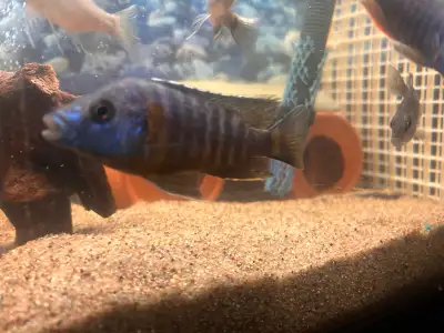 Male Peacock cichlid, View more