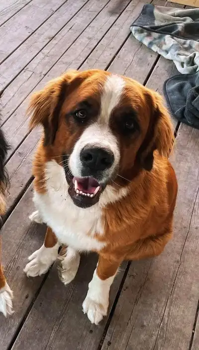 2 year old spayed Saint Bernard/Bernese mountain dog, View more