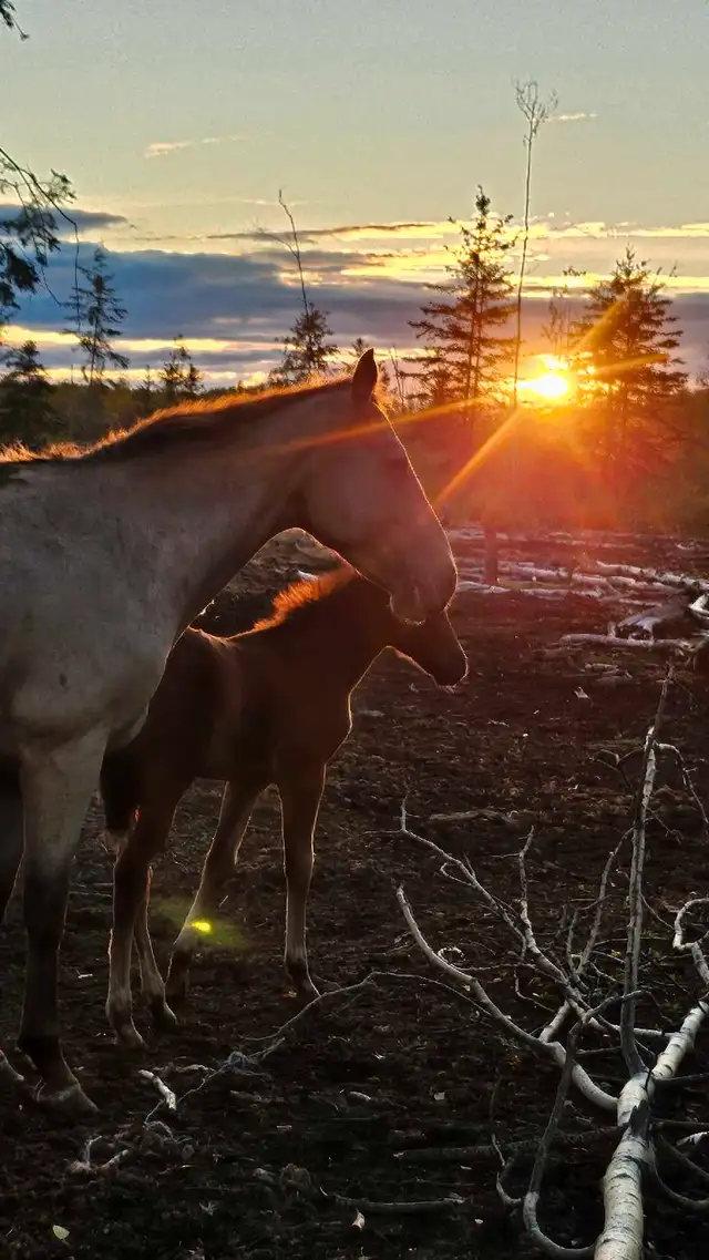 Half Andalusian yearling Filly in Horses & Ponies for Rehoming in Fort St. John - Image 9