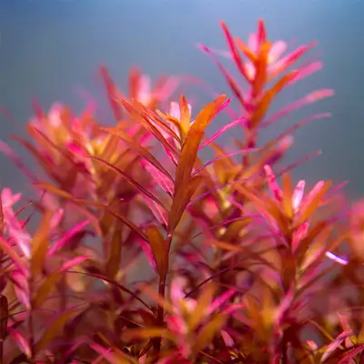 Aquarium Plants Rotala Blood Red. Unlike other Red Rotala varieties, this one has the strongest red...