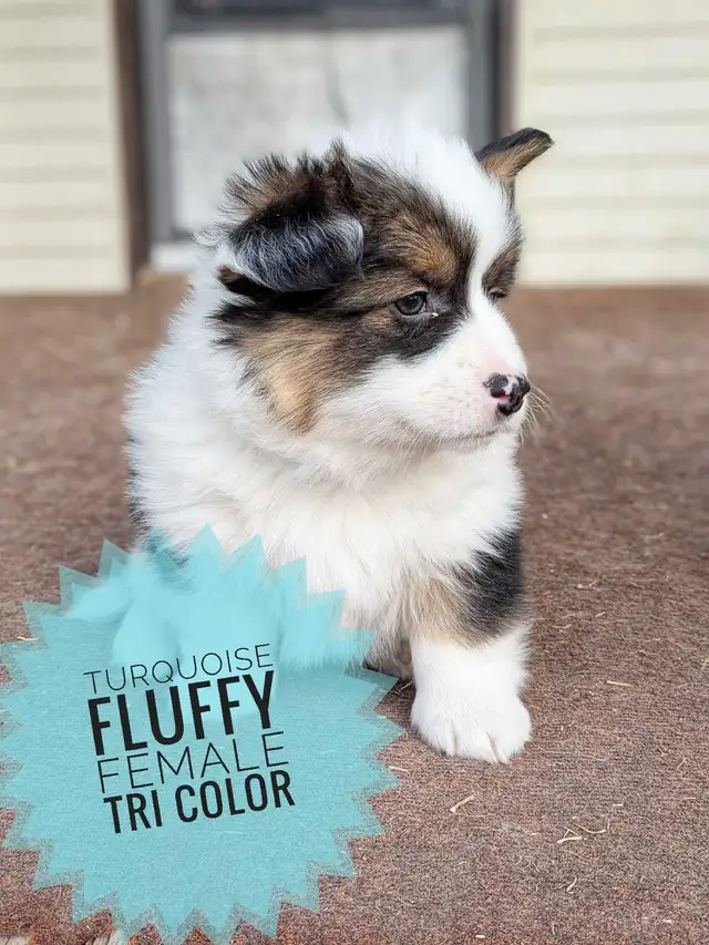 Ready to go! Pembroke Welsh Corgi Puppies in Dogs & Puppies for Rehoming in Calgary - Image 4