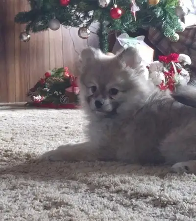 For Sale Pomeranian Puppy, View more