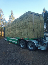 Premium horse hay