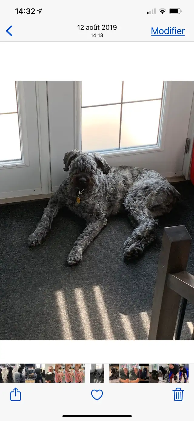 bouvier des Flandres in Dogs & Puppies for Rehoming in Saguenay - Image 5