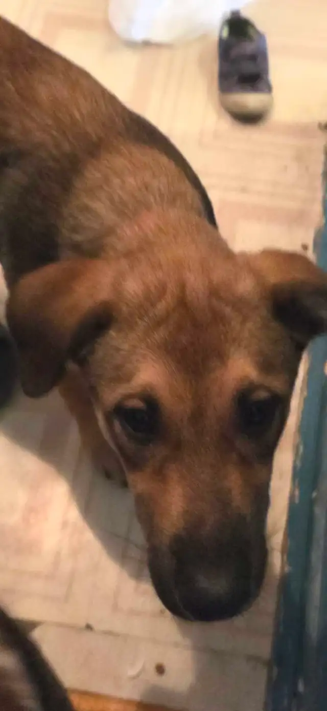Free 4 month old rotti/husky/sheapered mix