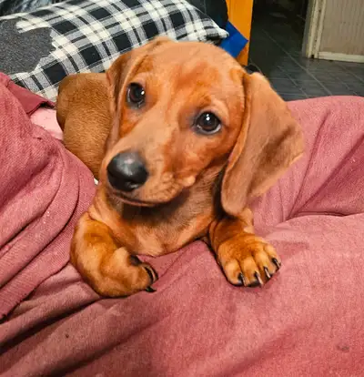 This beautiful little girl is ready for her new home. She is Raised in our home along with her mom a...