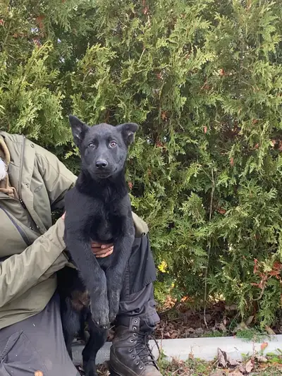 10 weeks young German Shepherd dog  are now available, View more