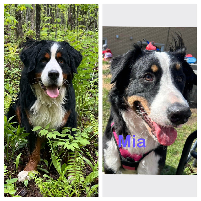labernois dans Chiens et chiots à adopter  à Sherbrooke - Image 3
