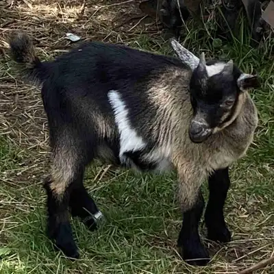 Petit bouc miniature ( cornu ) Non castré . Âgé de 2 mois 1/2 Fera entre 18 et 19 po de haut . Secte...