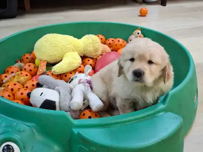 Golden retriever puppies , View more