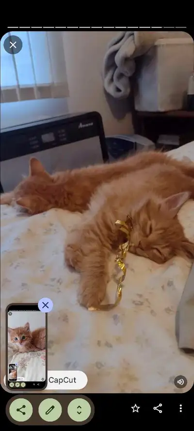 Baby Kittens Longhaired Angora Persian & Purebred Ragdoll shots, View more