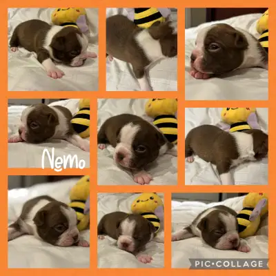 BOSTON TERRIER PUPPIES, View more