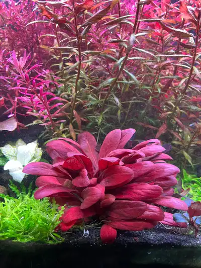 Samolus Parviflorus Red Aquarium Plants., View more