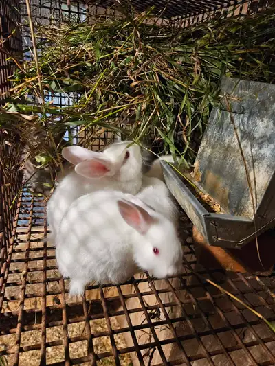 Meat rabbits, View more