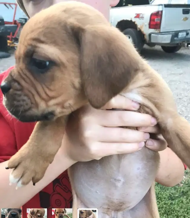 Adorable Mastiff/Bulldog Puppies in Dogs & Puppies for Rehoming in Stratford - Image 4