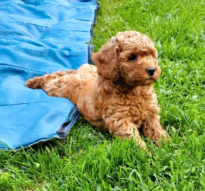 One sweet puppy female, of miniature poodle looking for new home .She is 7,5 weeks old today.She is...