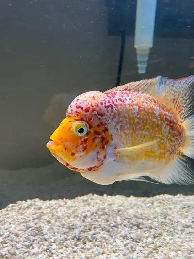 FISH IS LOCATED IN WATERLOO AND YOU MUST PICKUP! JUST OVER 3 YEARS OLD 5 INCHES VERY ACTIVE HAS NEVE...