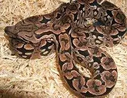 Dumeril's Boa Madagascan Snake Female rear exotic*, View more