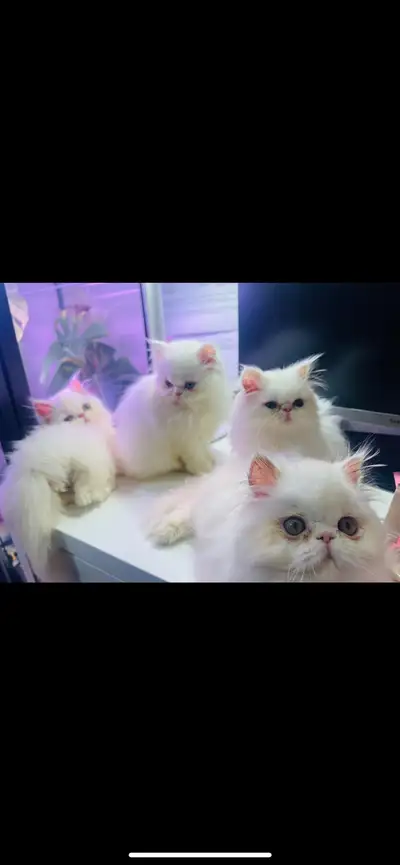  Purebred, Double Coat, Extreme Peke Flat Persian Kittens