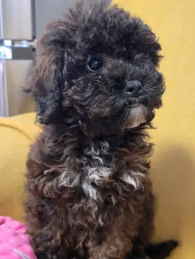 Mini Cockapoo pups, View more