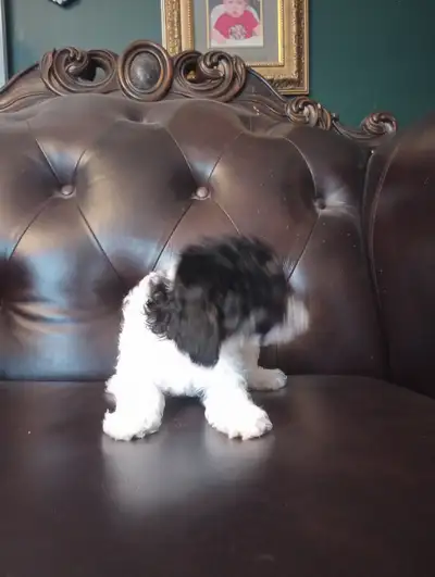 Poodle puppies, View more