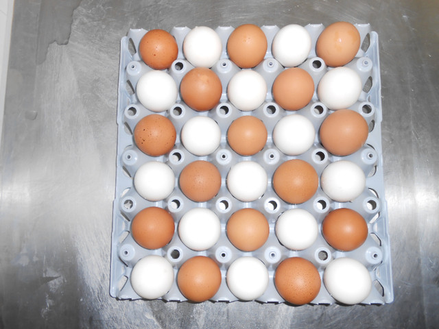 Free Range Brown and White Eggs for Sale at BIG Discount!!!!!! in Livestock in Medicine Hat - Image 4