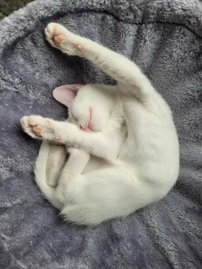 Chaton femelle domestique de 4 mois vermifugee 3 fois, View more