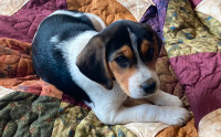 Puppies (Beagle/Jack Russell Cross)