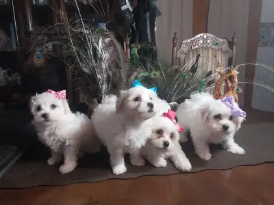 Coton De Tulear magnificent puppies!!!, View more