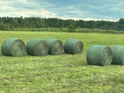 2024 First Cut Hay 4x5 round bales with net wrap Being fed to horses currently No rain , saved well...