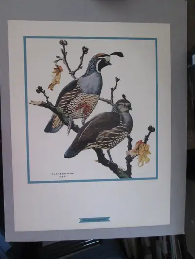 F. Lansdowne print - California Quail (11 x 14 1/2 unframed), View more