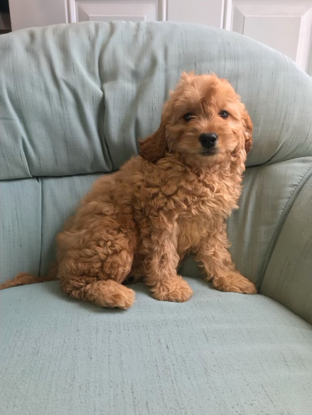 Mini COCKAPOOS!! Chiens et chiots à adopter Laval/Rive Nord Kijiji