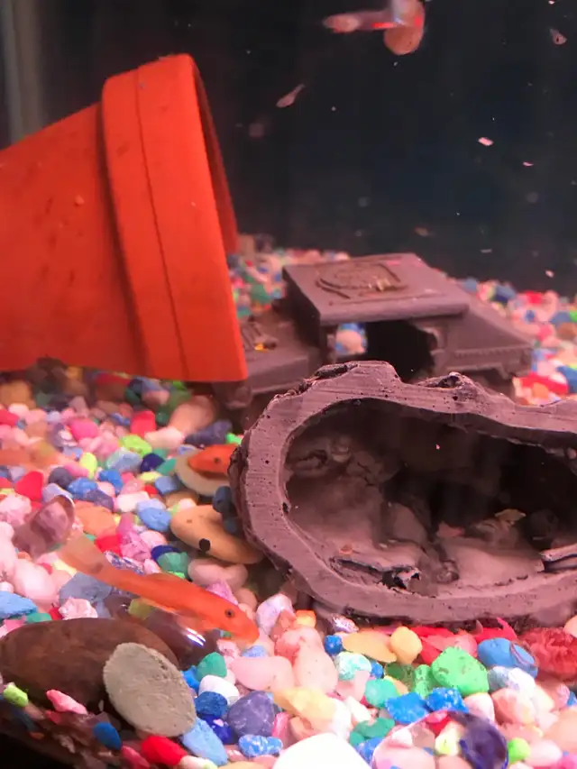 Red Bristle Nose Plecos in Fish for Rehoming in Woodstock - Image 9