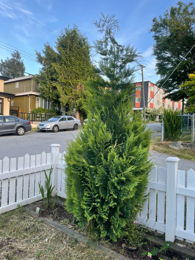 Free - Cedar tree -close to Joyce Collingwood, View more
