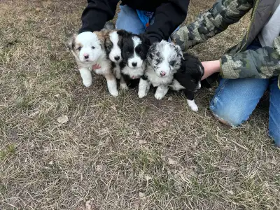 Mini aussie/Border collie, View more
