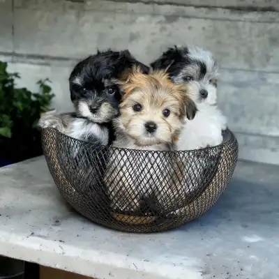 MAGNIFIQUES MORKIES, View more