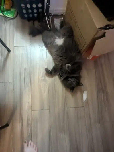 2 year old Domestic Longhair , View more