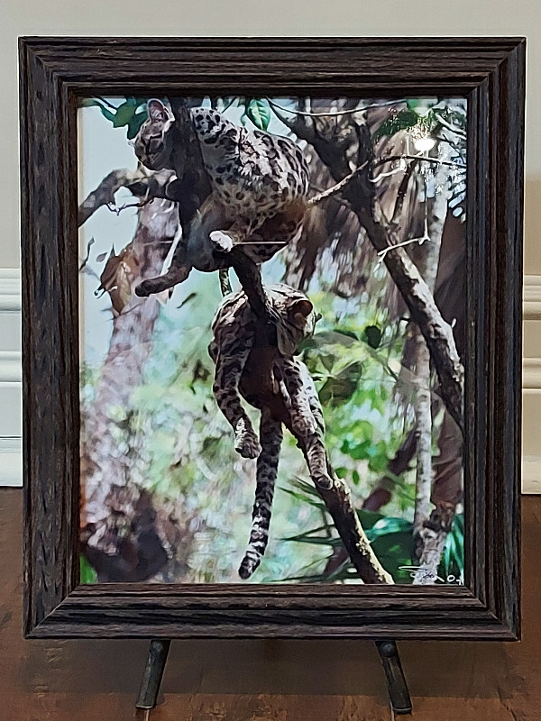 Leopard Photo Framed in Arts & Collectibles in Kingston - Image 3