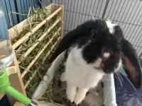 Lophead Bunny for Rehoming