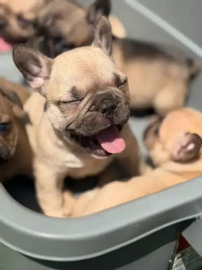 bulldog français, View more