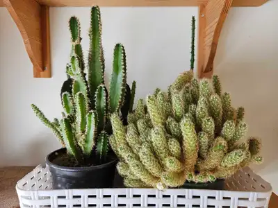 Cacti, succulents , View more