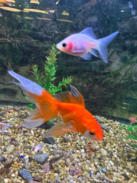 Fancy tail goldfish 