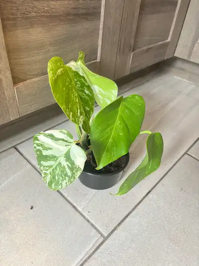 Bulbasaur x mint Monstera , View more