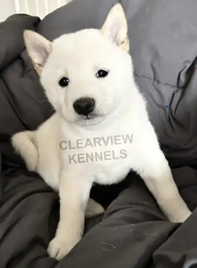 Cream Shiba Inu Puppies (CKC Registered Parents), View more