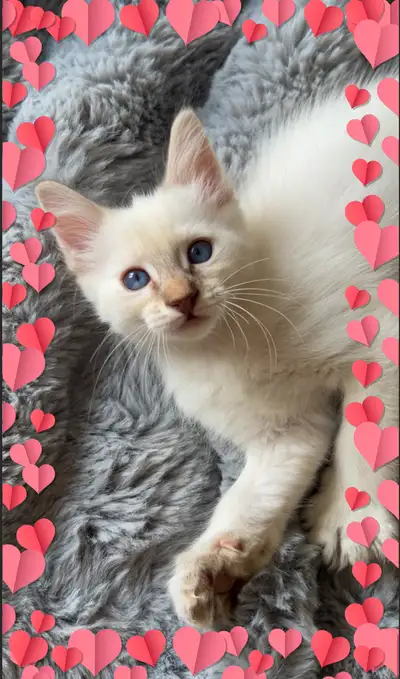 Chaton siamois lynx point-siamese kitten hypoallergenic mâle, View more