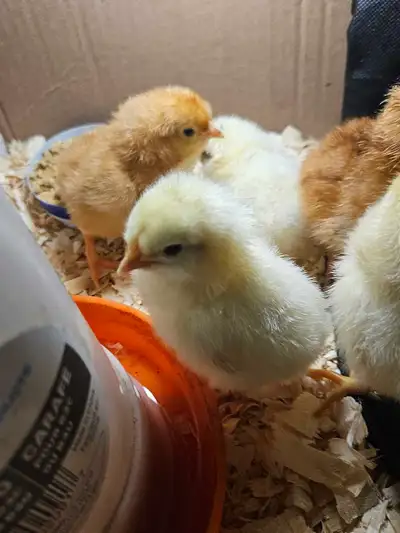 Mix of Chick's 3 days old , View more